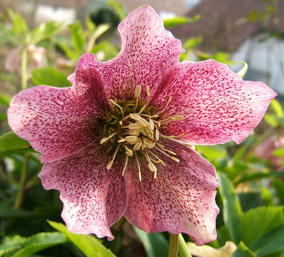 Переживуть холоди на балконі: 7 морозостійких рослин